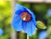 Meconopsis Ballyrogan